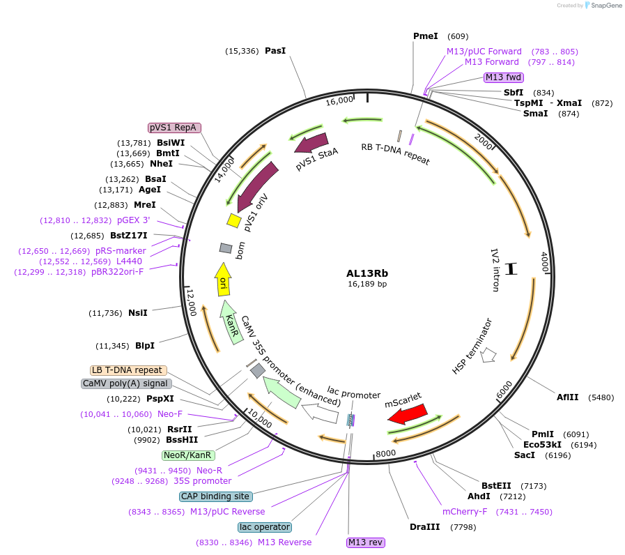 161006-plasmid-map-sequence-id-319104
