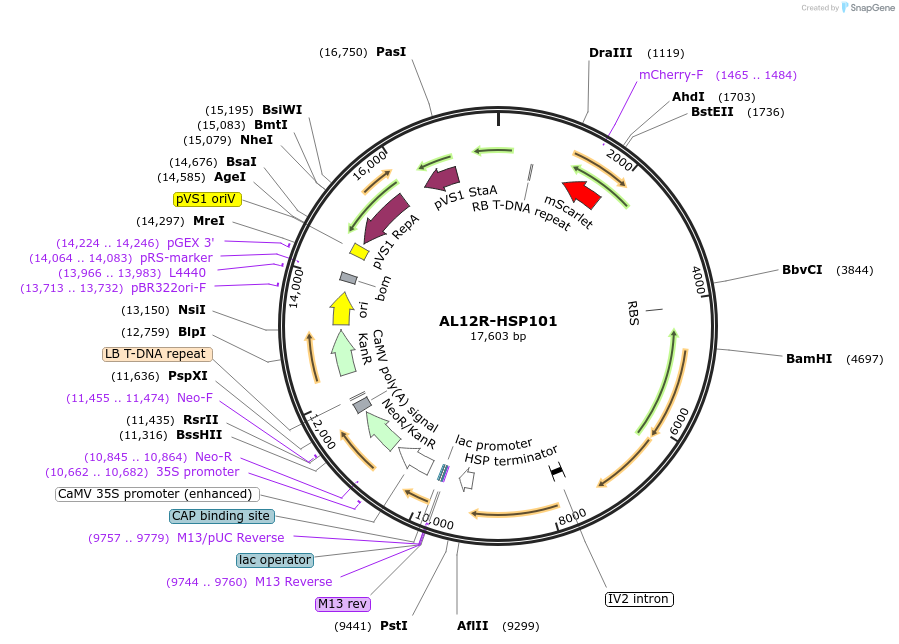 161014-plasmid-map-sequence-id-319112