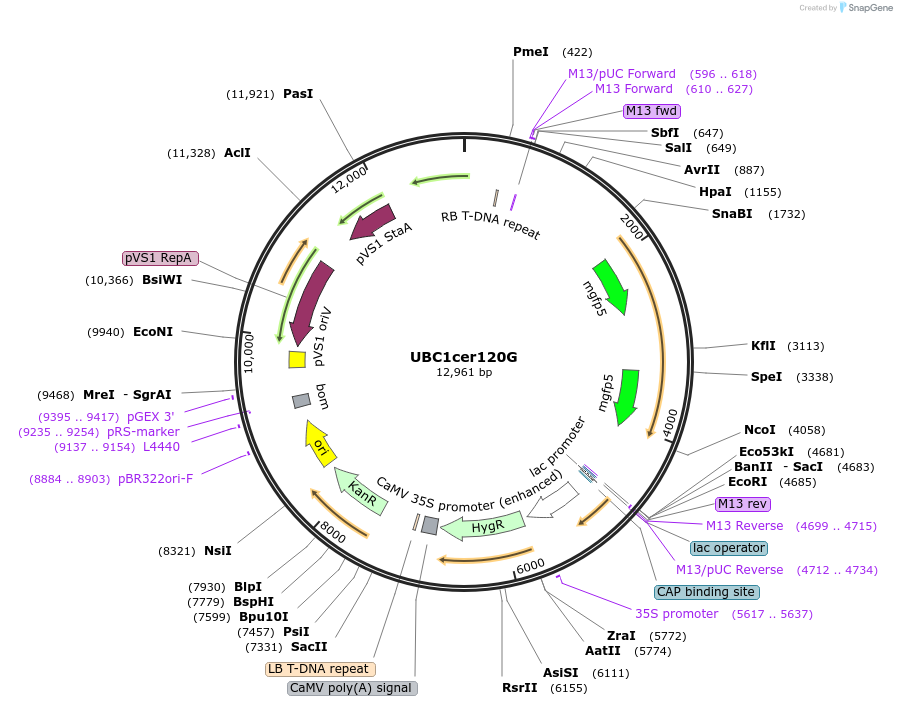 161017-plasmid-map-sequence-id-319119