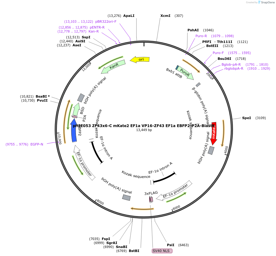 138734-plasmid-map-sequence-id-319128
