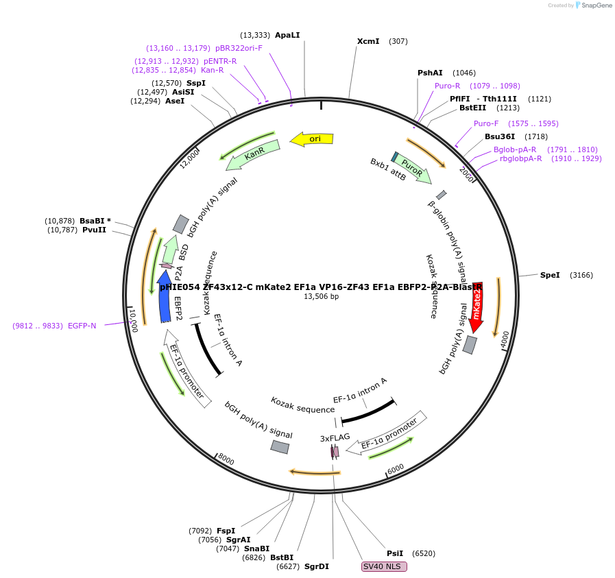 138735-plasmid-map-sequence-id-319130