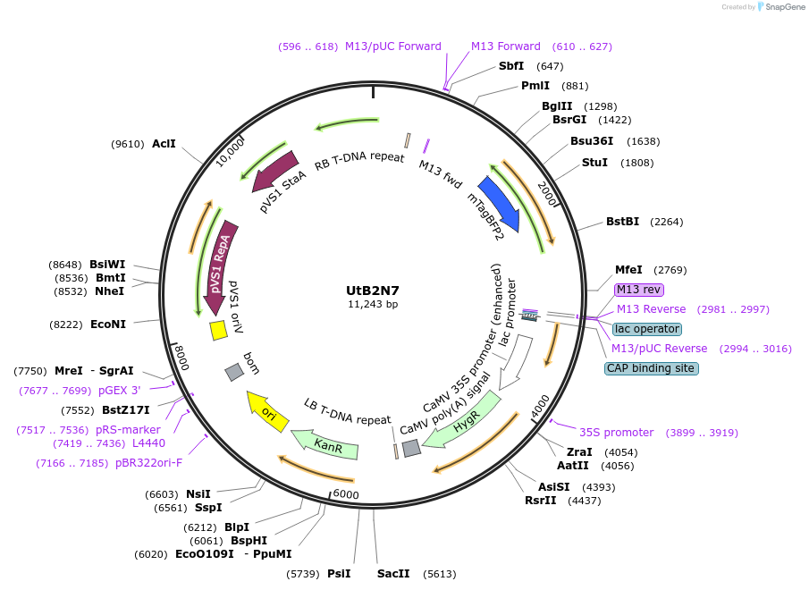 161015-plasmid-map-sequence-id-319139