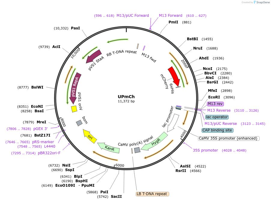 161004-plasmid-map-sequence-id-319149