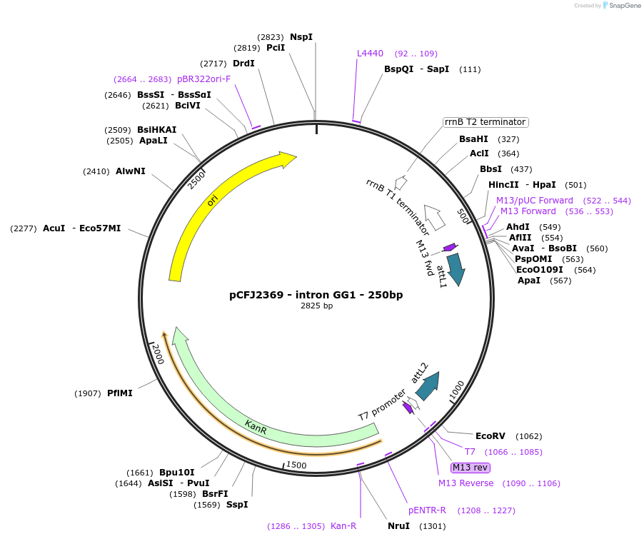159877-plasmid-map-sequence-id-319150