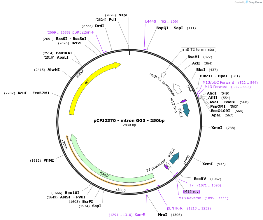 159879-plasmid-map-sequence-id-319153