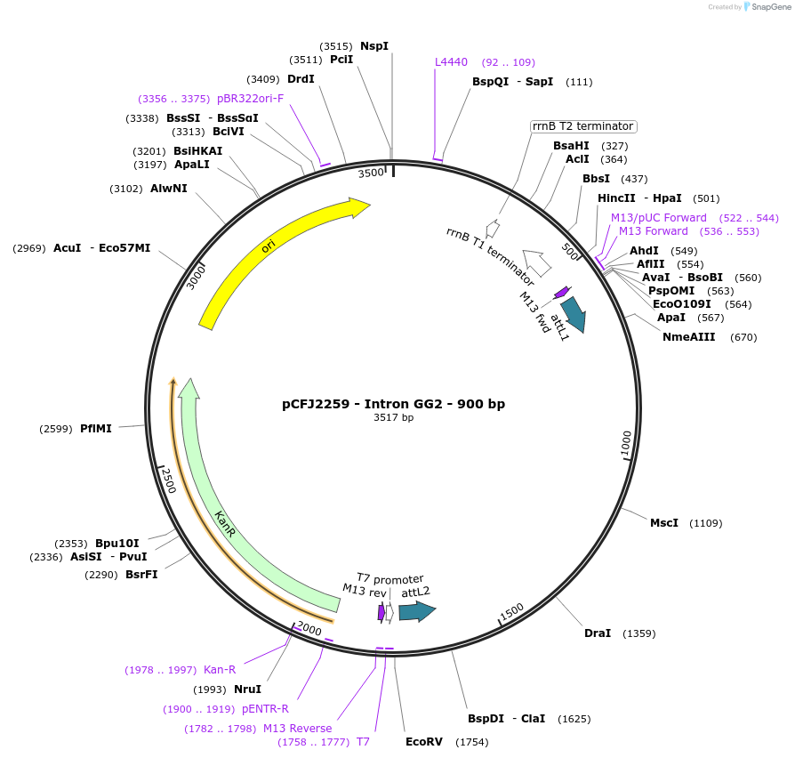 159881-plasmid-map-sequence-id-319156