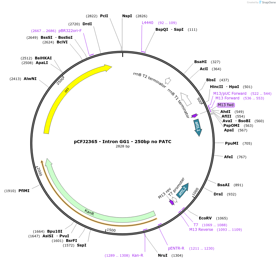 159883-plasmid-map-sequence-id-319161