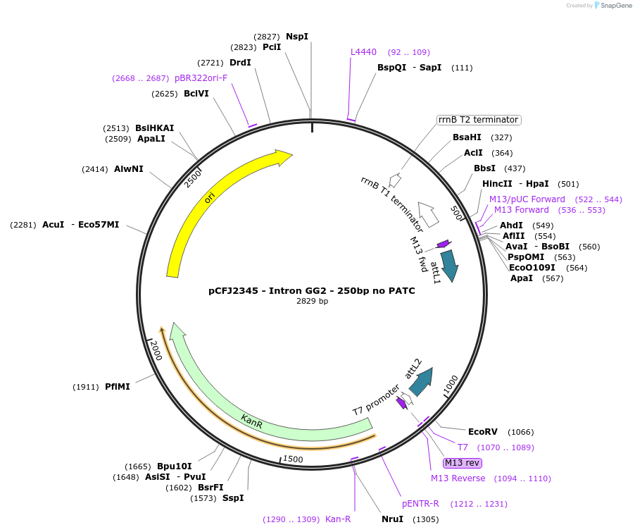 159884-plasmid-map-sequence-id-319162