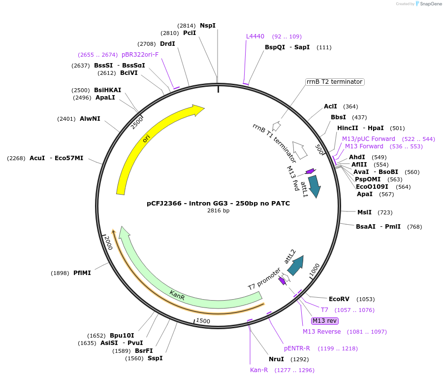 159885-plasmid-map-sequence-id-319163