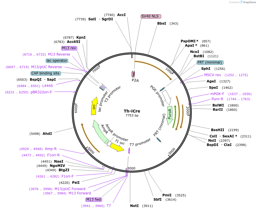 159459-plasmid-map-sequence-id-319220