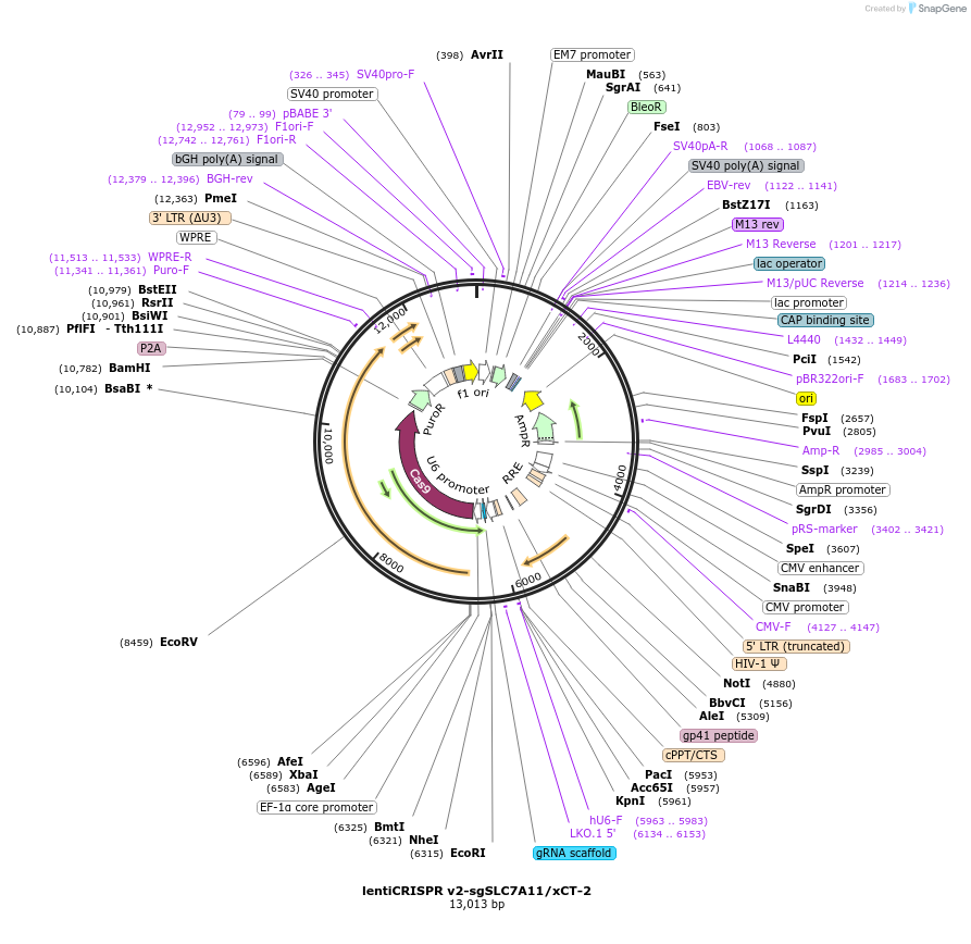 161819-plasmid-map-sequence-id-319221