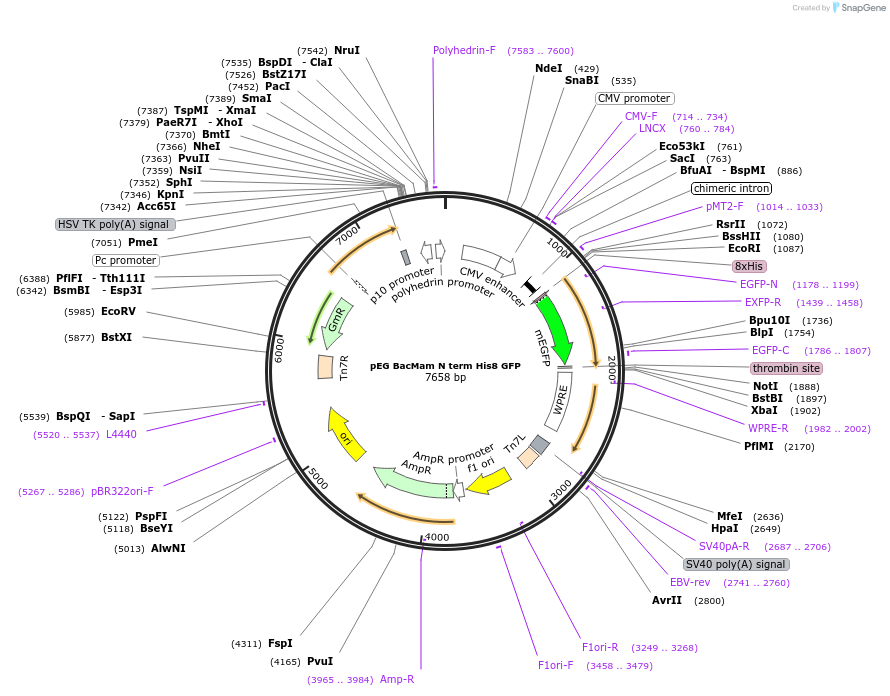 160680-plasmid-map-sequence-id-319251