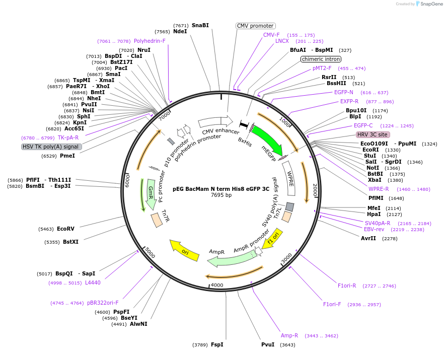 160684-plasmid-map-sequence-id-319254
