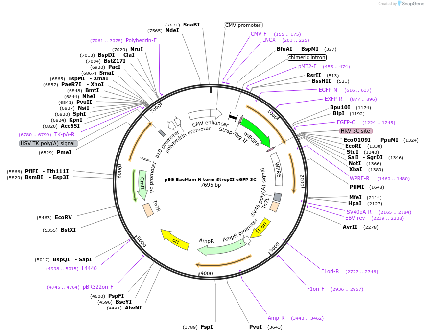 160683-plasmid-map-sequence-id-319255