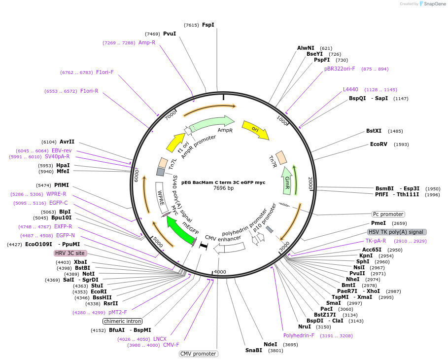 160685-plasmid-map-sequence-id-319256