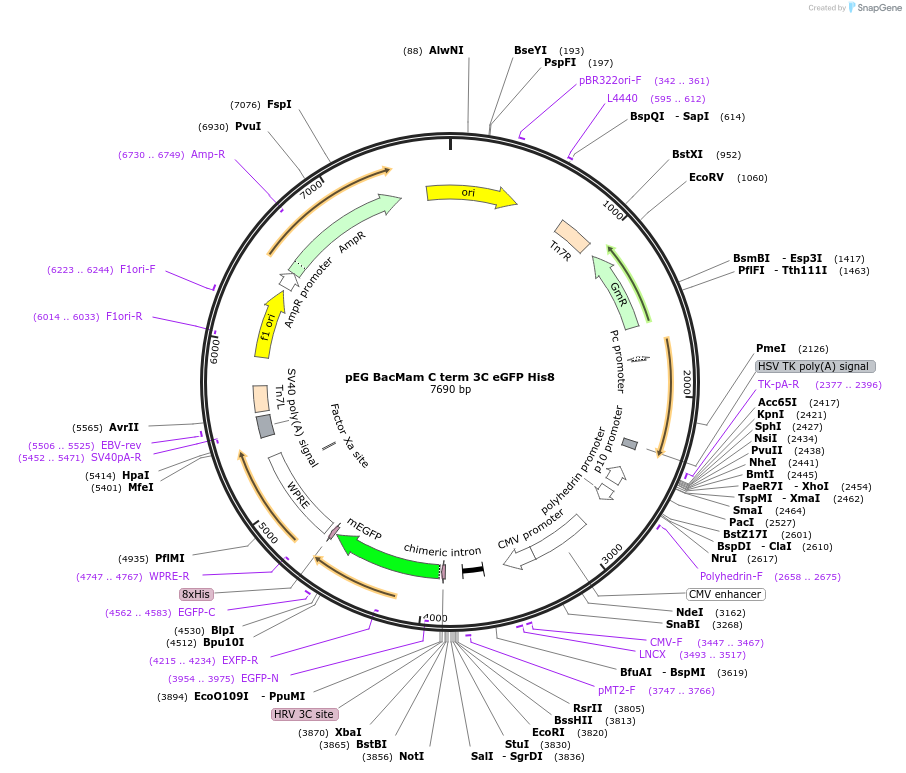 160687-plasmid-map-sequence-id-319257
