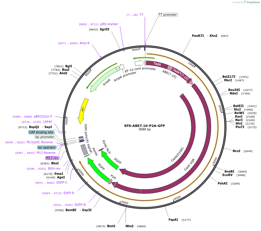 162510-plasmid-map-sequence-id-319260