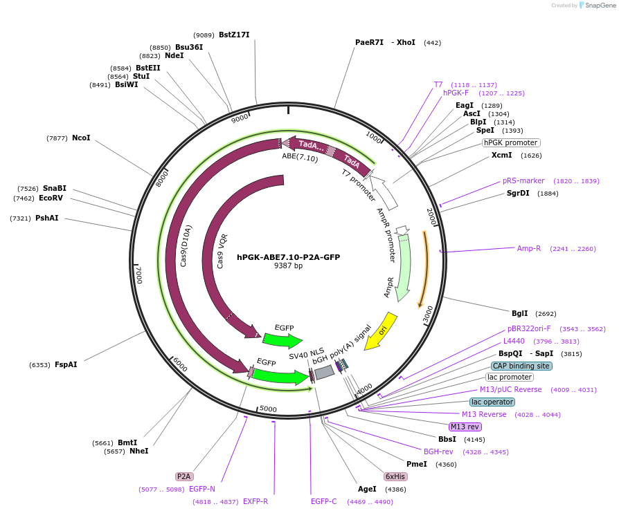 162511-plasmid-map-sequence-id-319261