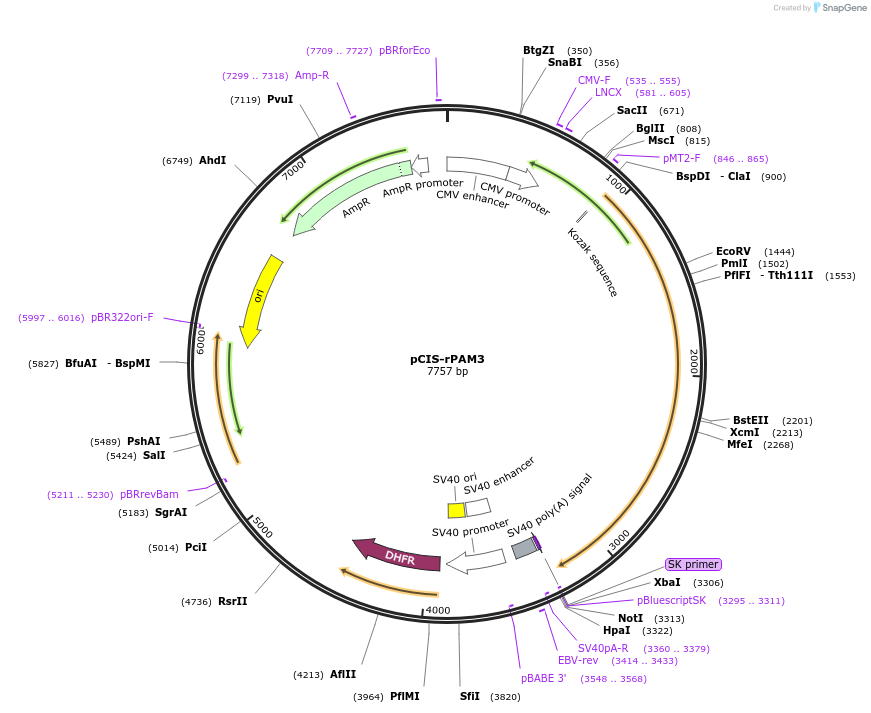 145803-plasmid-map-sequence-id-319262