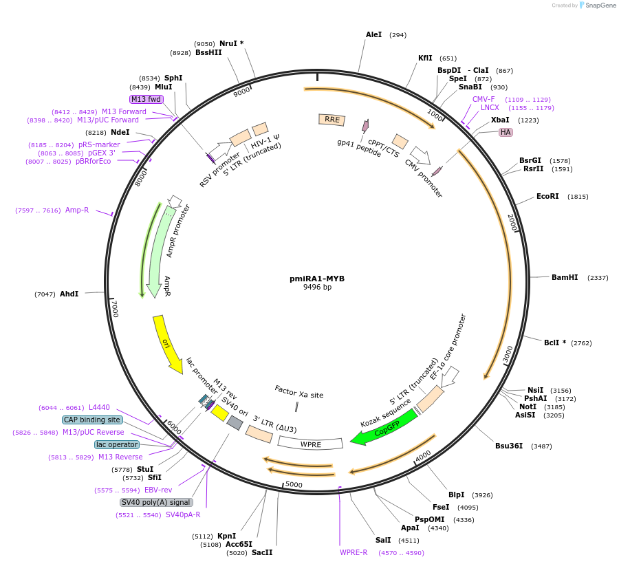 141120-plasmid-map-sequence-id-319264