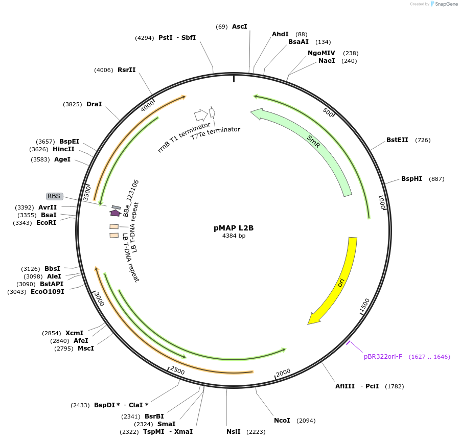 153357-plasmid-map-sequence-id-319270