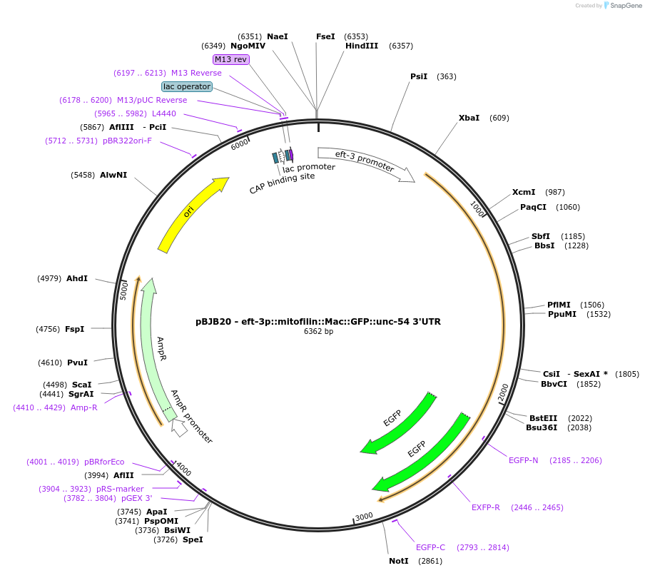 158967-plasmid-map-sequence-id-319272