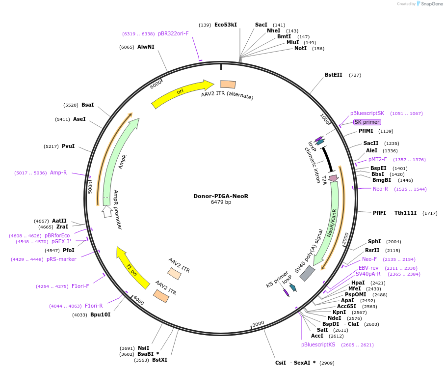153549-plasmid-map-sequence-id-319273