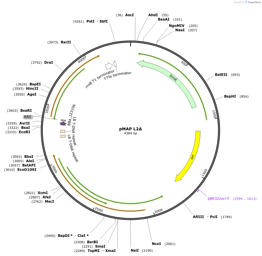153359-plasmid-map-sequence-id-319277