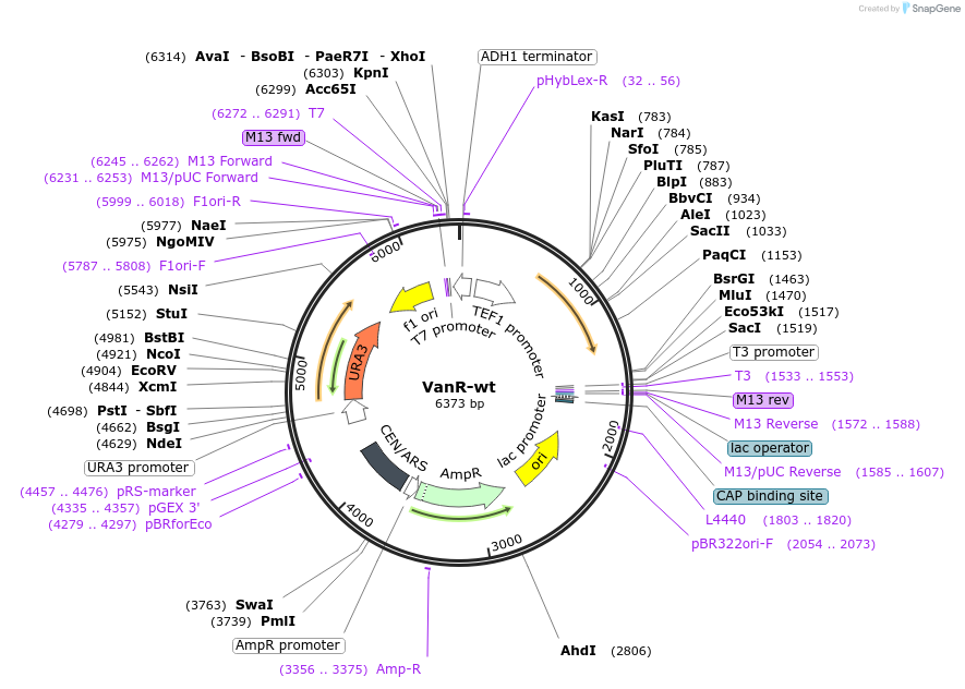 153339-plasmid-map-sequence-id-319278