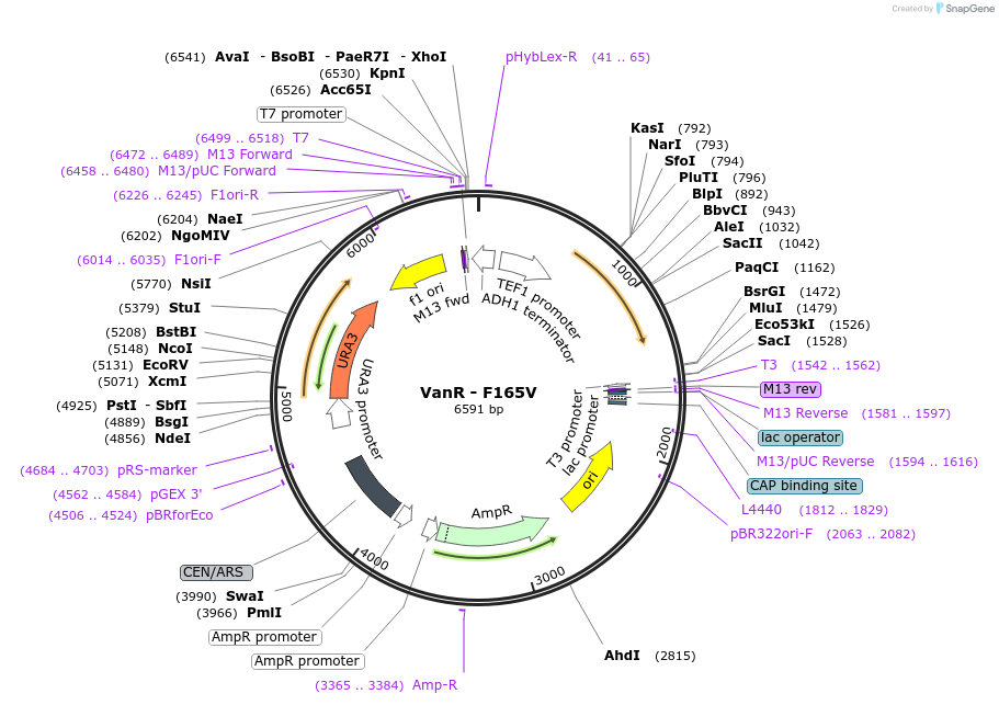 158965-plasmid-map-sequence-id-319279