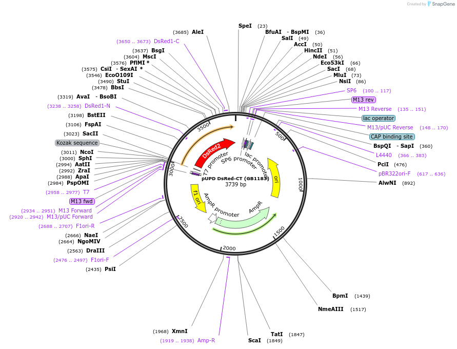 160556-plasmid-map-sequence-id-319285
