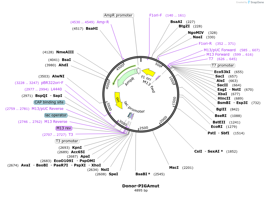 153548-plasmid-map-sequence-id-319288