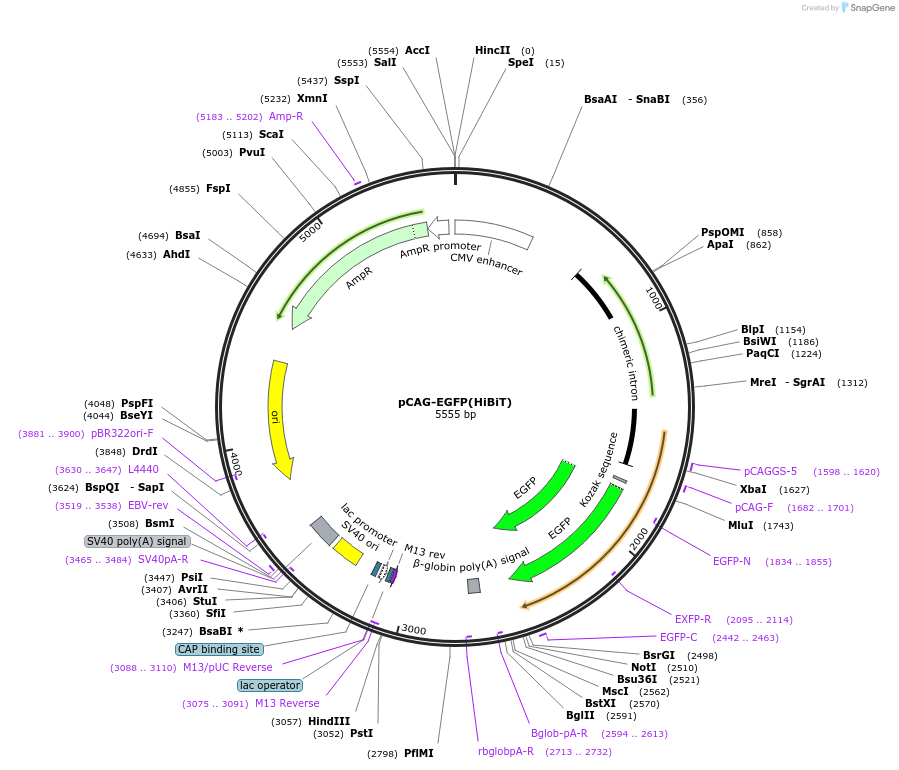 162589-plasmid-map-sequence-id-319290