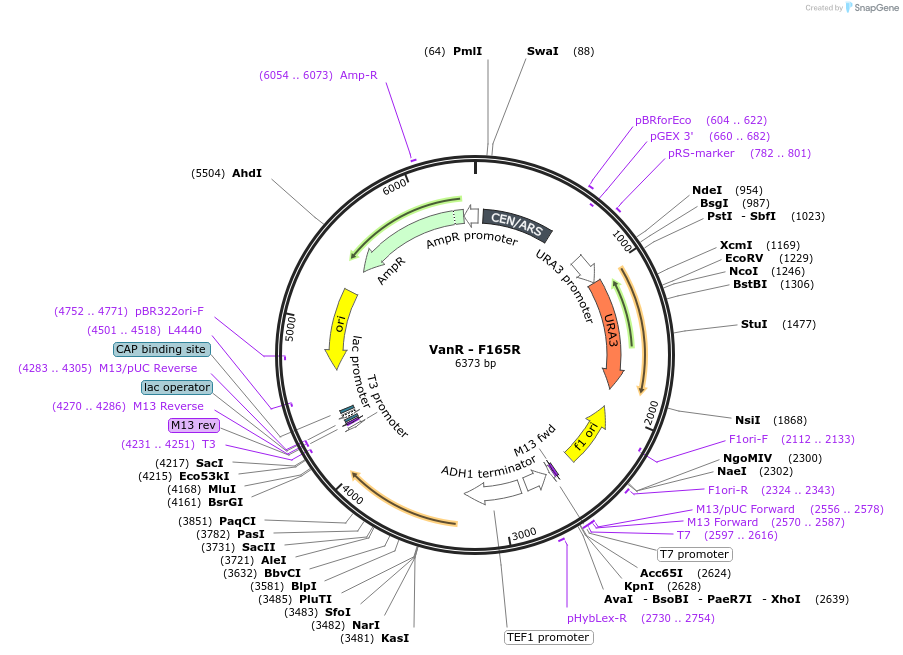 158966-plasmid-map-sequence-id-319292