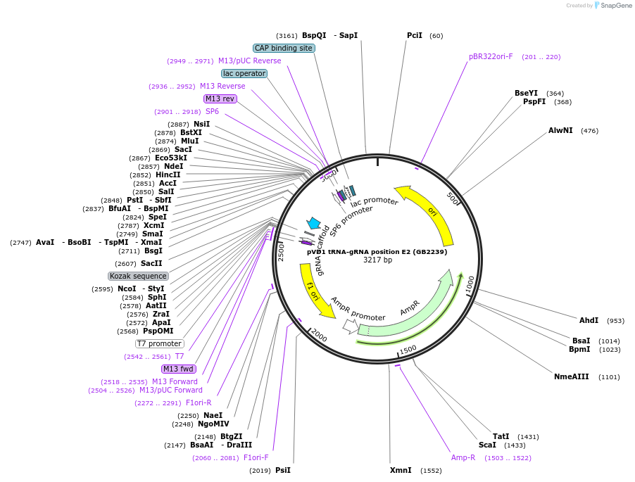 160561-plasmid-map-sequence-id-319298