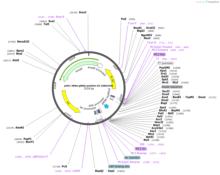 160562-plasmid-map-sequence-id-319301