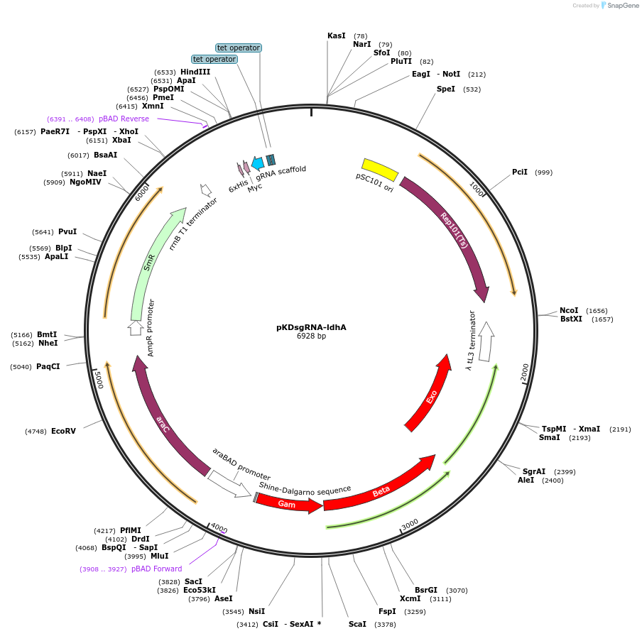 102288-plasmid-map-sequence-id-319305