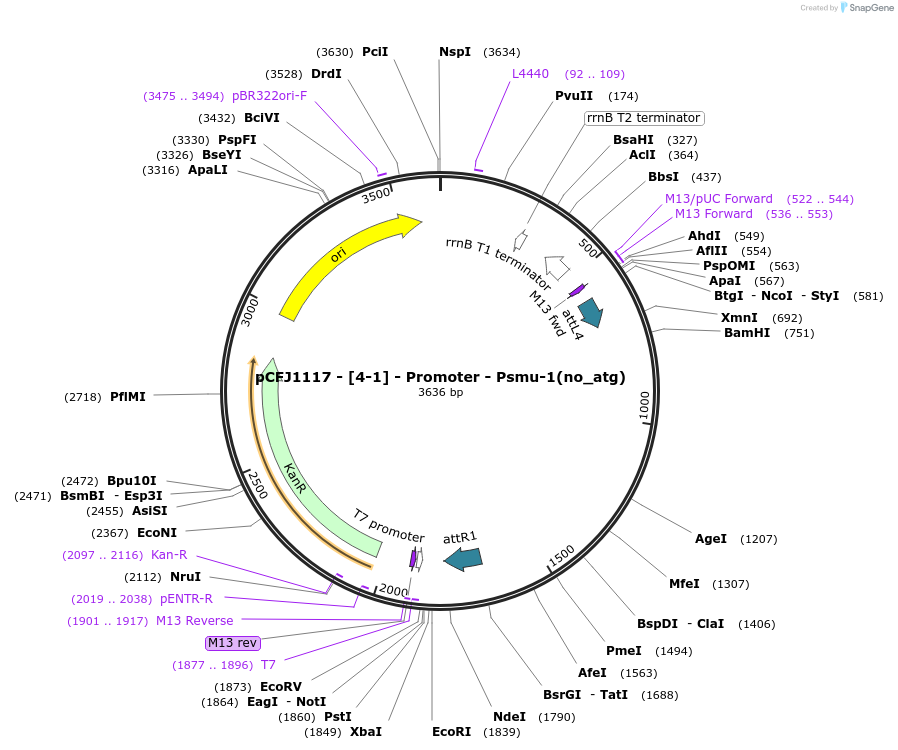 159886-plasmid-map-sequence-id-319311