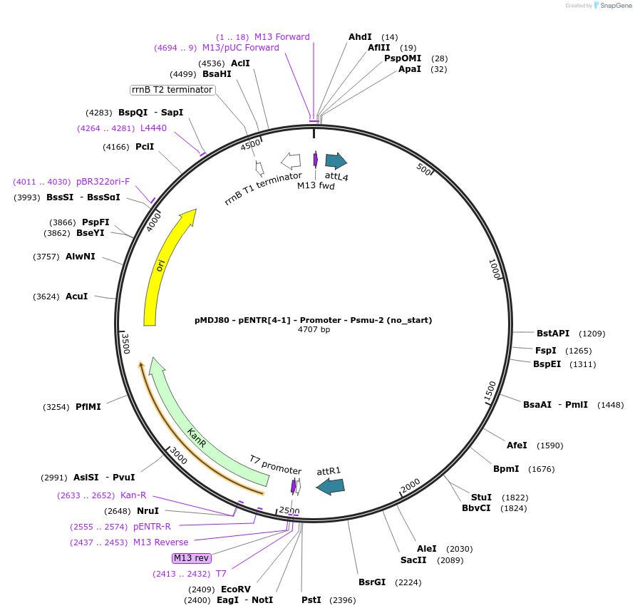 159887-plasmid-map-sequence-id-319313