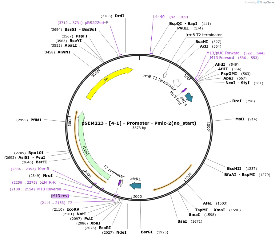 159889-plasmid-map-sequence-id-319315