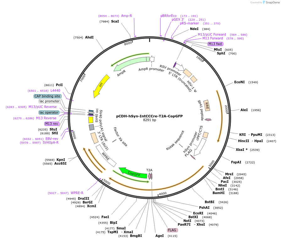 160503-plasmid-map-sequence-id-319332