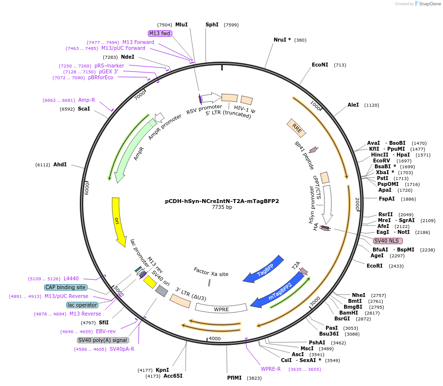 160502-plasmid-map-sequence-id-319335