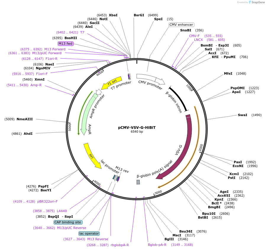 162594-plasmid-map-sequence-id-319353
