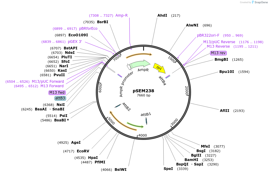161515-plasmid-map-sequence-id-319360