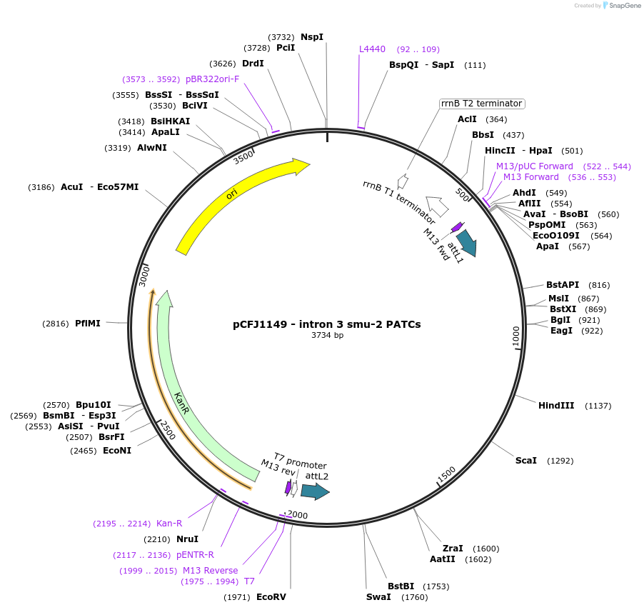 161516-plasmid-map-sequence-id-319366