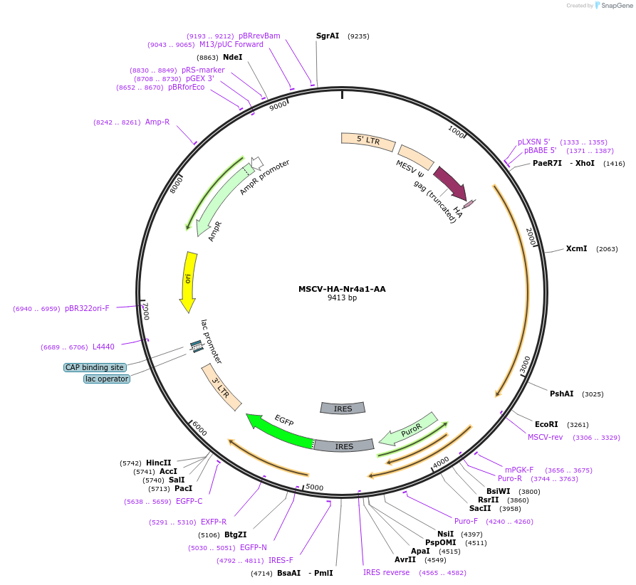 160942-plasmid-map-sequence-id-319373