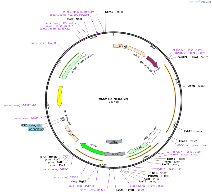 160943-plasmid-map-sequence-id-319376