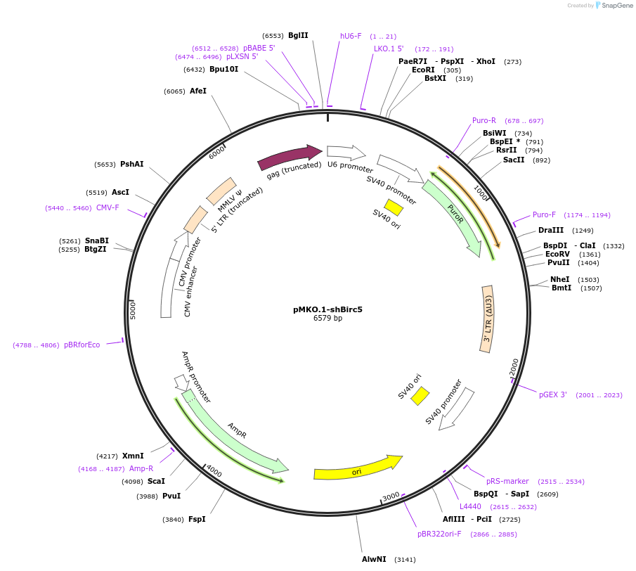 160949-plasmid-map-sequence-id-319403