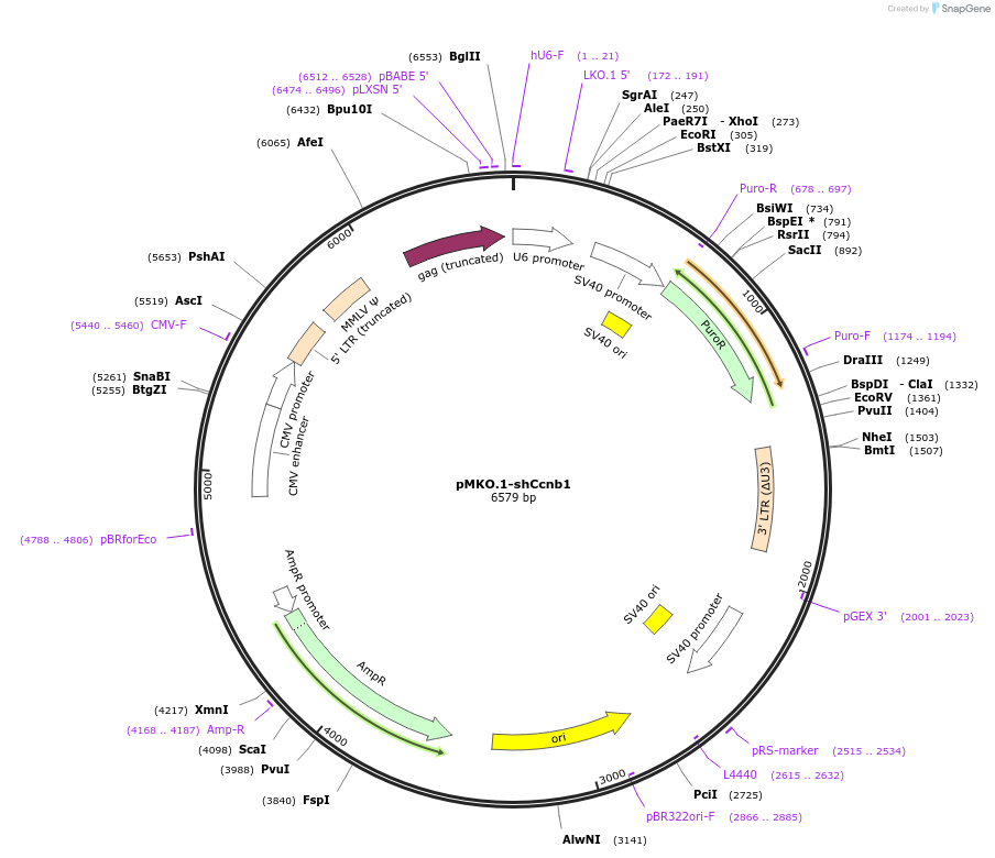 162793-plasmid-map-sequence-id-319408
