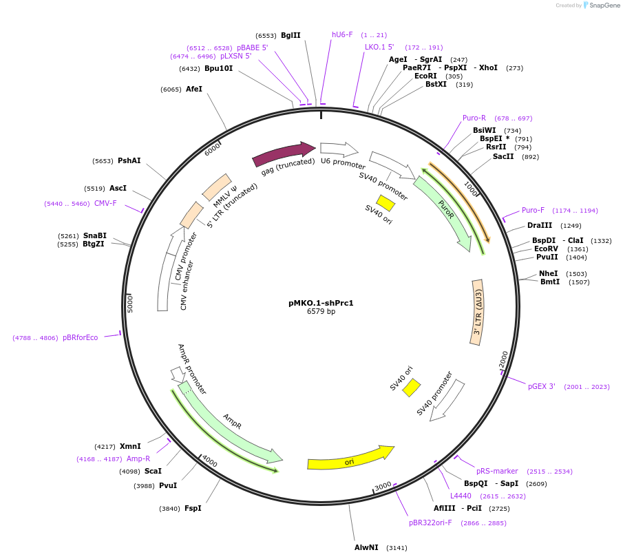 160959-plasmid-map-sequence-id-319409